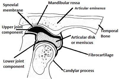 lower jaw neck diagrams